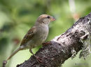 House Sparrow (Passer domesticus) Juv