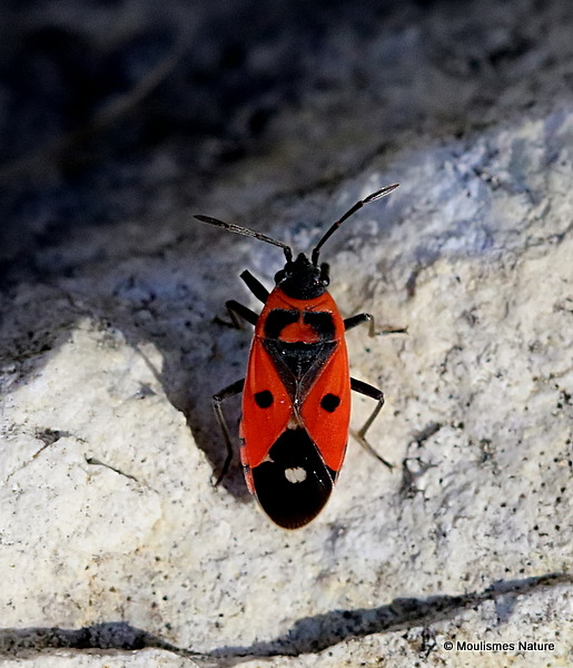 Pyrrhocoridae sp.