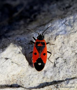 Pyrrhocoridae sp.