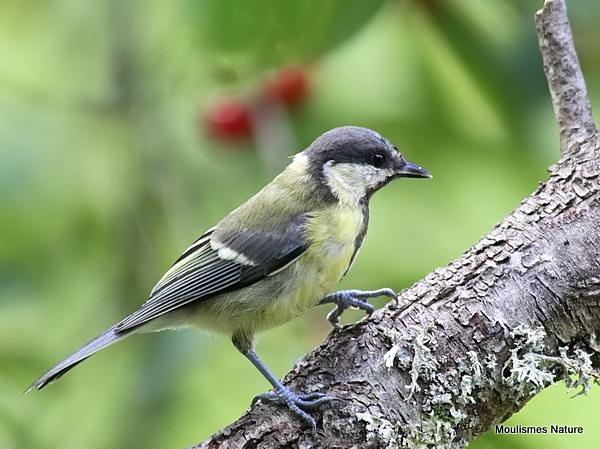 Great Tit (Parus major) Juv