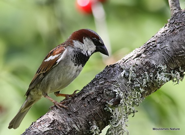House Sparrow (Passer domesticus) M-S