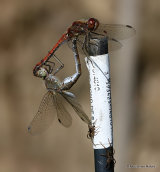 Common Darters (Sympetrum striolatum)
