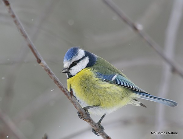Blue Tit (Parus caeruleus)