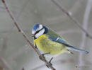 Blue Tit (Parus caeruleus)