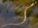 Viperine Snake (Natrix maura)