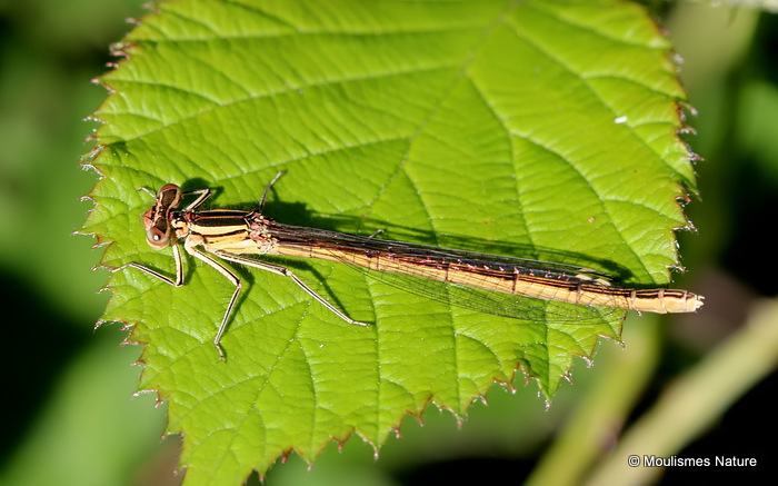 Orange White-legged Damselfly (Platycnemis acutipennis) F