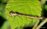 Orange White-legged Damselfly (Platycnemis acutipennis) F