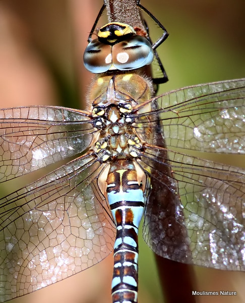 Migrant Hawker (Aeshna mixta) M