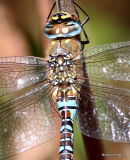 Migrant Hawker (Aeshna mixta) M