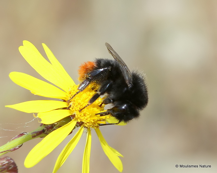 Red-tailed bumblebee (Bombus lapidarius)