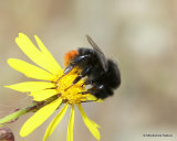 Red-tailed bumblebee (Bombus lapidarius)