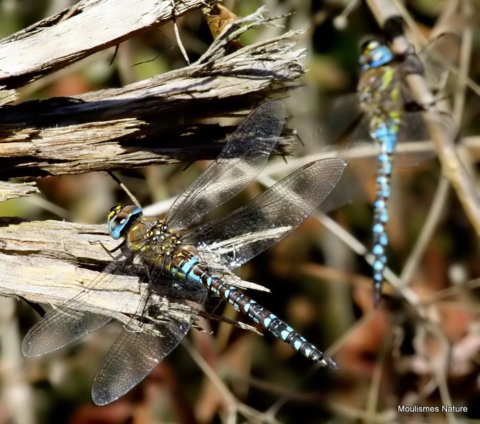 Migrant Hawkers (Aeshna mixta) M