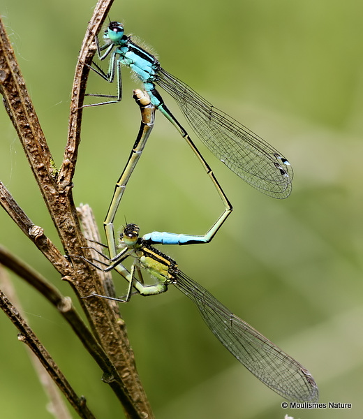 Blue-tailed Damselflies (Ischnura elegans)
