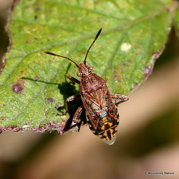 Squash Bug sp. Stictopleurus abutilon