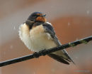 Barn Swallow (Hirundo rustica) juv, Hirondelle rustique
