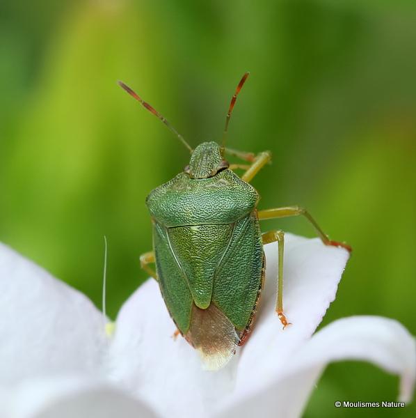 Green Shieldbug (Palomena prasina)