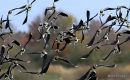 Northern Lapwing (Vanellus vanellus)