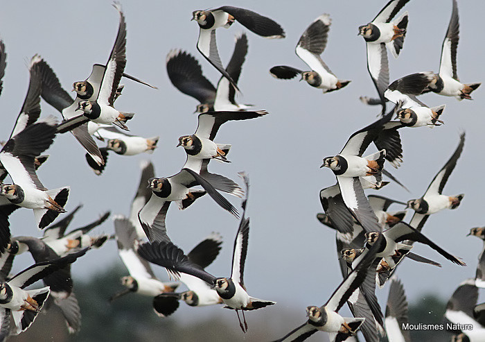 Northern Lapwing (Vanellus vanellus)