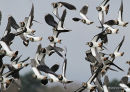 Northern Lapwing (Vanellus vanellus)
