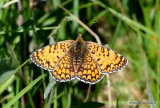 Knapweed Fritillary (Melitaea phoebe)