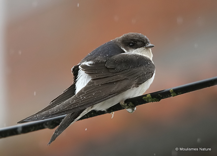 Common House Martin (Delichon urbicum) ad, Hirondelle de fenêtre