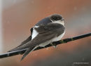 Common House Martin (Delichon urbicum) ad, Hirondelle de fenêtre