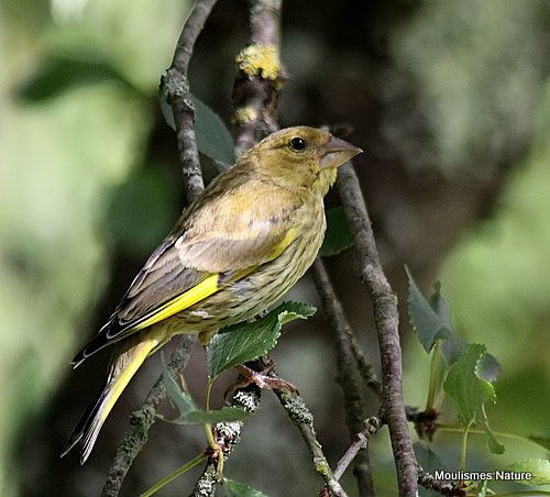 European Greenfinch (Carduelis chloris) Juv