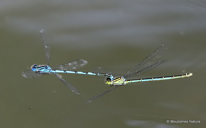 Goblet-marked Damselflies (Erythromma lindenii)