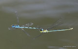 Goblet-marked Damselflies (Erythromma lindenii)