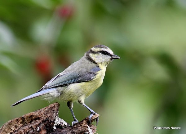 Blue Tit (Parus caeruleus) Juv