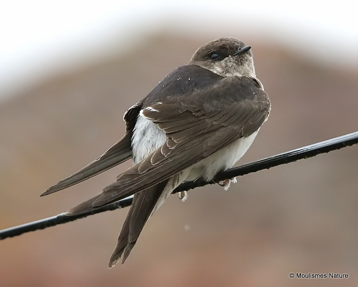 Common House Martin (Delichon urbicum) juv, Hirondelle de fenêtre