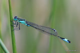 Blue-tailed Damselfly (Ischnura elegans) M
