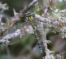 Southern Hawker (Aeshna cyanea) M, Aeschne bleue