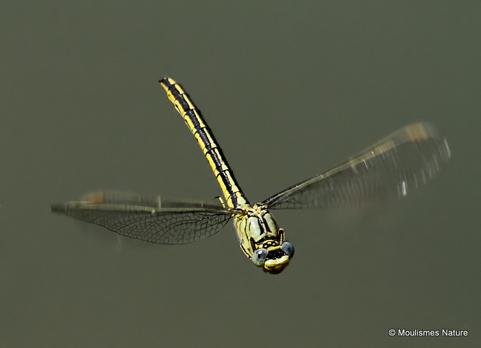 Western Clubtail (Gomphus pulchellus) F
