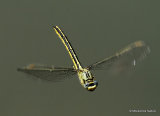 Western Clubtail (Gomphus pulchellus) F