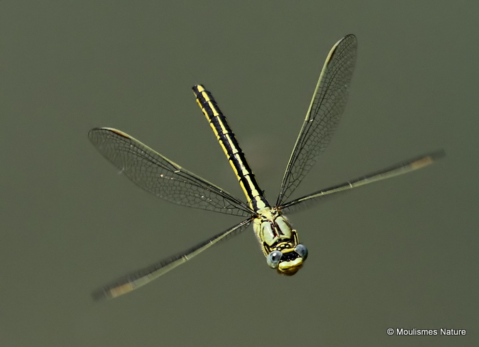 Western Clubtail (Gomphus pulchellus) F