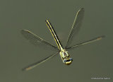 Western Clubtail (Gomphus pulchellus) F