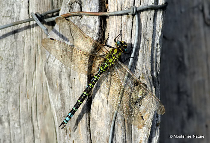 Southern Hawker (Aeshna cyanea) M
