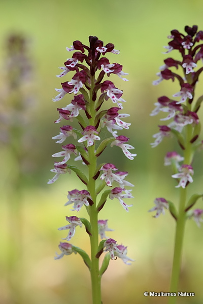 Burnt Orchid (Orchis ustulata), Orchis brule