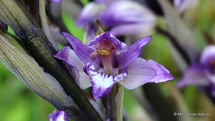 Violet Limodore (Limodorum abortivum)