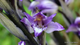 Violet Limodore (Limodorum abortivum)