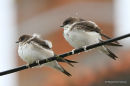 Common House Martin (Delichon urbicum) juv, Hirondelle de fenêtre