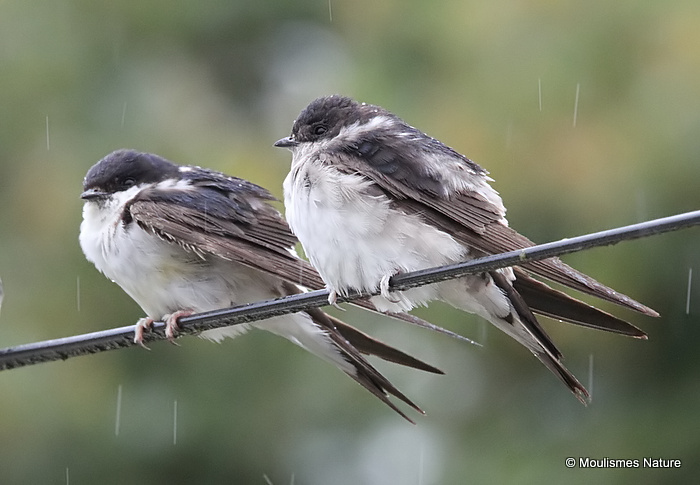 Common House Martin (Delichon urbicum) ad, Hirondelle de fenêtre