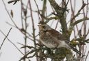 Fieldfare (Turdus pilaris)