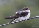 Common House Martin (Delichon urbicum) ad, Hirondelle de fenêtre