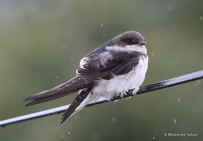 Common House Martin (Delichon urbicum) ad, Hirondelle de fenêtre