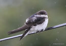 Common House Martin (Delichon urbicum) ad, Hirondelle de fenêtre