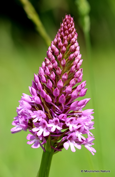 Pyramidal Orchids (Anacamptis pyramidalis)