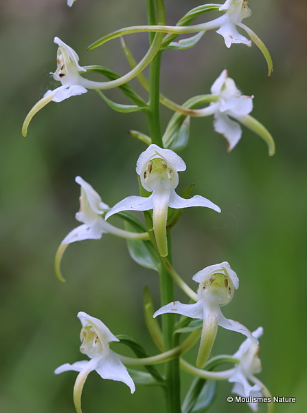 Greater Butterfly Orchid (Platanthera chlorantha)