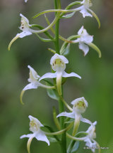 Greater Butterfly Orchid (Platanthera chlorantha)